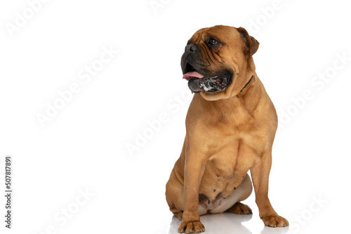 happy bullmastiff dog sticking out tongue, panting and drooling