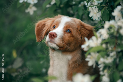 portrait of a toller dog in blossom garden