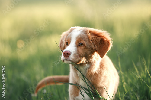 portrait of a toller dog