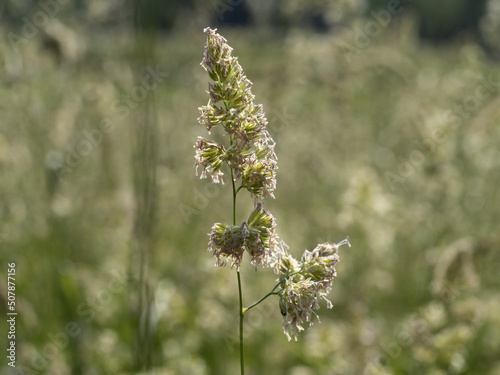 poa pratensis green plant