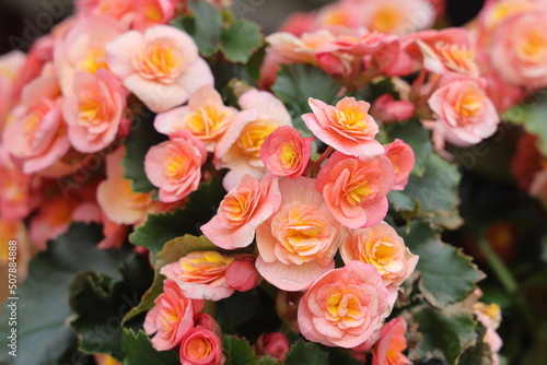 Close up of pink begonia flowers showing their textures, patterns and details in a flower pot photographed with natural light.