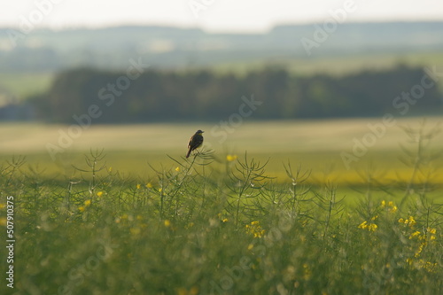 Ptak siedzący na rzepaku wiosną.