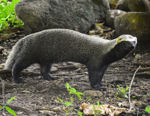 procyon lotor, animal, mamífero, fauna, inhospitalario, huron, naturaleza, pelaje, animal, café, turón, cuca, bosque, negro, coatí, antifaz, bebé, blanco, de pie, hirsuto, tejón, mascota, grison