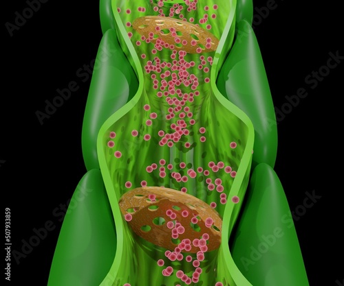 Internal phloem structure from the stem plant