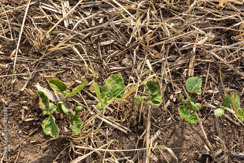 A row of young soybean plants with herbicide injury planted in a field of winter rye cover crop.