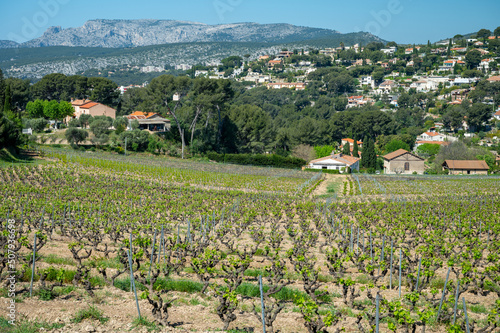 Green vineyards of Cotes de Provence in spring, Cassis wine region, wine making in South of France