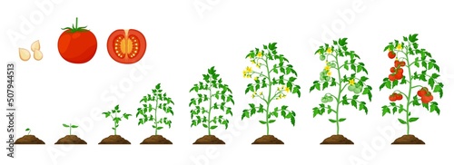 Tomato growth stage, vegetable plant grow cycle of agriculture seedling. Cultivation tomato process vector phases from seed to sprout, garden vegetables crop and farm harvest