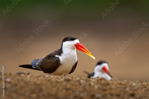 Skimmer sand beach. Flock of African Skimmer, Rynchops flavirostris, sitting on the ground near the river water. African tern. Beautiful black and white bird with red bill, Uganda, Africa.