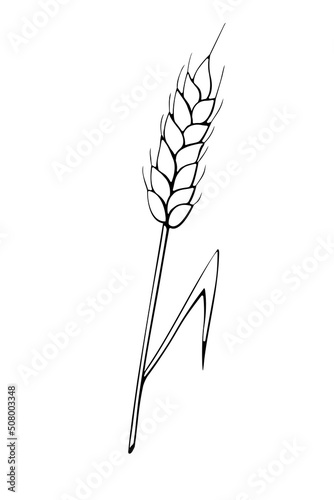 Vector outline spikelet of wheat isolated on white background. Hand drawn contour clipart in doodle style. Theme of bakery products, flour, harvest, thanksgiving.