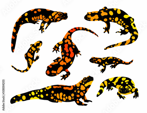  fire salamander vector set 