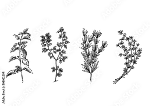 Aromatic herbs for provencal seasoning, basil, oregano, rosemary, thyme, black and white lineart illustration