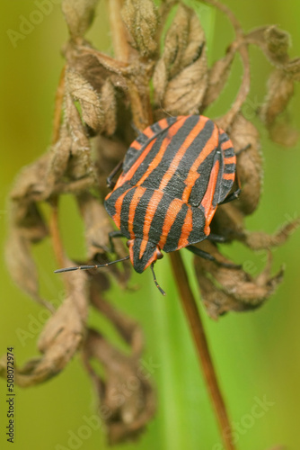 Vertical closeup on a red and black Striped Minstrel bug. Graphosoma italicum