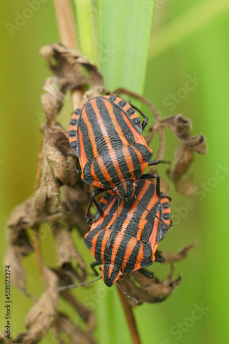 Vertical closeup on two red and black Striped Minstrel bug. Graphosoma italicum