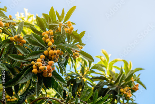Fruit tree with loquats. A loquat tree blooming with ripe orange fruits and large green leaves.