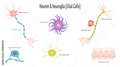 Neurons and Neuroglial Cells