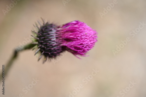 Close up head Carduus crispus