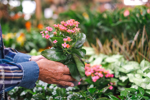 Happy senior caucasian woman in checkered shirt enjoying shopping in the greenhouse selecting pots of plants and flowers for her garden