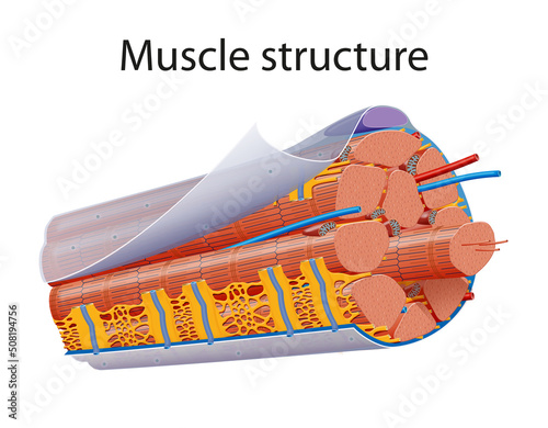 Illustration of Structure Skeletal Muscle Anatomy