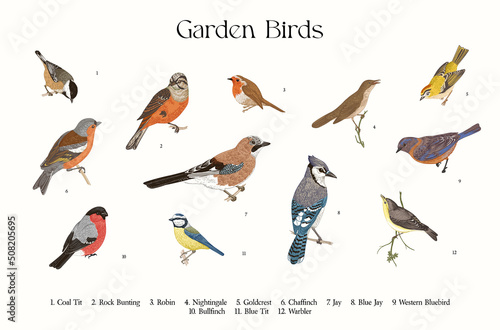 Garden Birds. Set. Vector vintage illustrations.