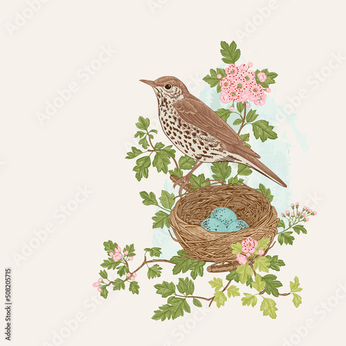 The Song Thrush is in Hawthorn blossom bushes. Bird and nest. Vector vintage classic composition. Spring season