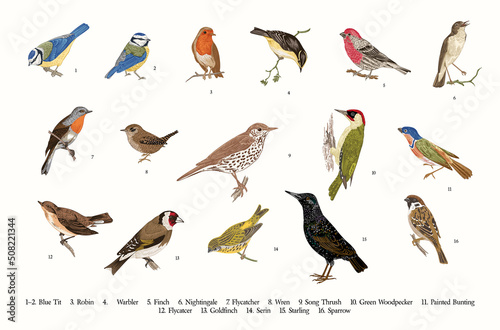 Birds. Set. Vector vintage illustrations.