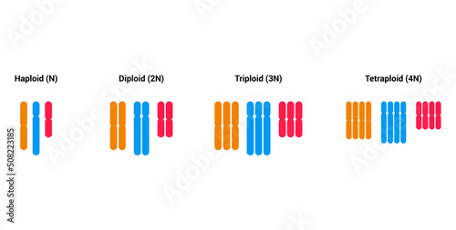 haploid diploid triploid tetraploid vector illustration