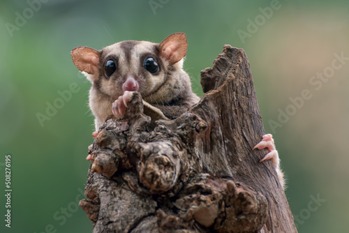 Sugar gliders are palm-size possums