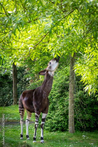 an okapi forest girrafe standing in the forest eating leaves