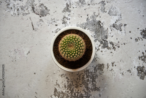 mały kaktus w białej porcelanowe doniczce 