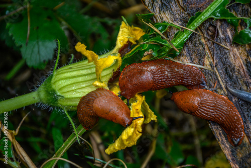 Common red slug in the grass .Snail with lettuce leaf .