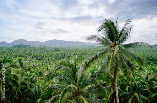Tropical landscape. Big coconut palm trees plantation.