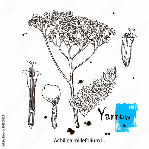 Yarrow. Vector hand drawn plant. Botanical plant illustration. Vintage medicinal plant sketch.