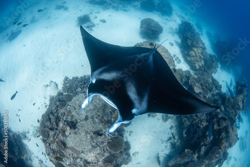 manta ray