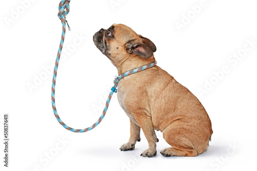 Fawn French Bulldog dog wearing blue rope retriever leash and collar on white background