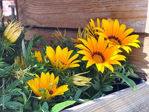 Gazania yellow orange flowers in wooden flower pot. Bright ornamental gazania flowers.