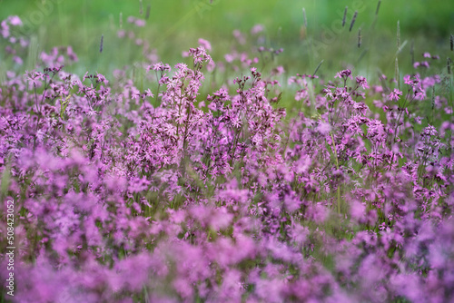 Flowering meadow, ragged-robin flowers, lychnis flos-cuculi. Spring flower, selective focus.