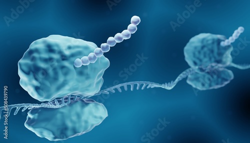 Protein synthesis, Ribosomes building amino acid chains (polypeptides) during translation