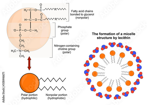 The structure of lecithin and the formation of micelle structure