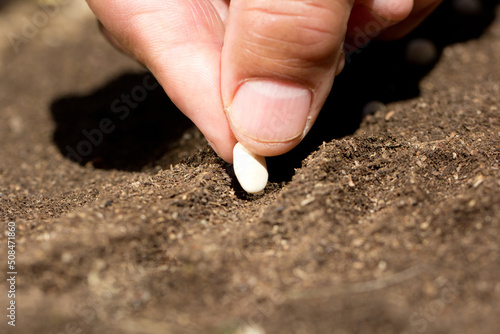 mano, contadino, seme, orto, terra, seminare, agricoltura, 