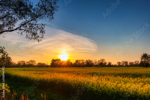 Yellow rapeseed field under blue sky at sunset, Poland