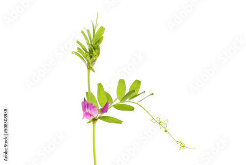 Vetch flower and foliage