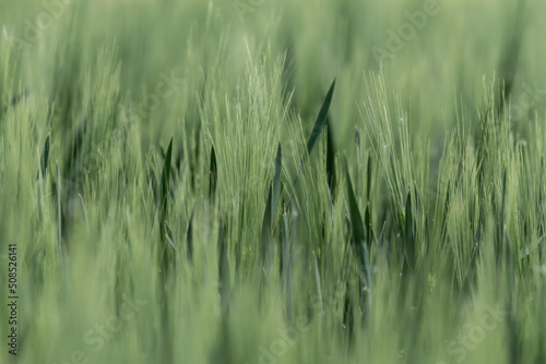 zielone pole kłosy tło