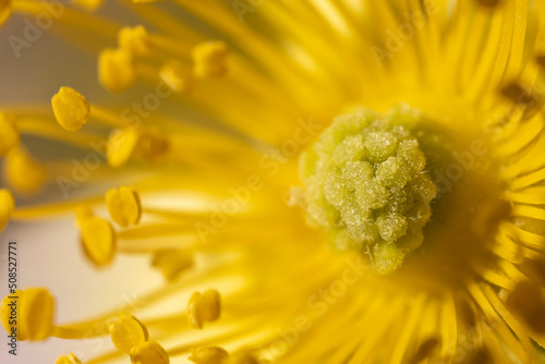 żółty kwiat słupki tło macro