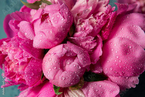 delicate fresh flowers and buds big pink peonies with drops after rain close up 