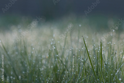 Dew drops on grass with bokeh background