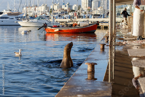  fur seal in the city port watches and eats fish from a saleswoman who cleans fish, Uruguay, El Punta del Esta