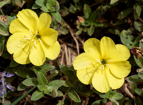 two perfect bright yellow primrose flowers surrounded by leaves and other groundcover vegetation