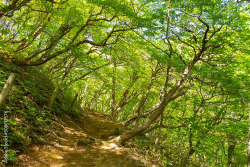 trail in the forest 