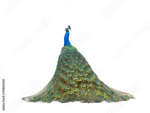 peacock isolated on a white