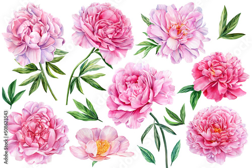Peonies on white isolated background. Watercolor Flowers. Watercolour floral illustration set